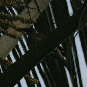 Philemon buceroides (Helmeted Friarbird) at Cairns City, QLD - 12 Jun 2025 by Rixon