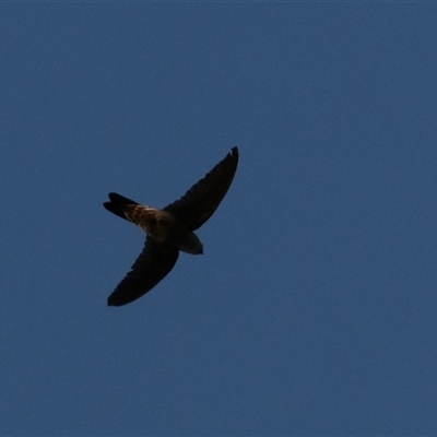 Aerodramus terraereginae (Australian Swiftlet) at Cairns City, QLD - 12 Jun 2025 by Rixon