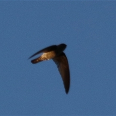 Aerodramus terraereginae at Cairns City, QLD - 12 Jun 2025 06:53 PM