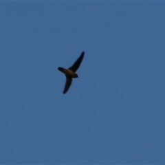 Aerodramus terraereginae at Cairns City, QLD - 12 Jun 2025 06:53 PM