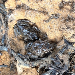 Limnodynastes tasmaniensis (Spotted Grass Frog) at Throsby, ACT - Yesterday by davidcunninghamwildlife