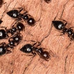 Crematogaster sp. (genus) (Acrobat ant, Cocktail ant) at Melba, ACT - 11 Jun 2025 by kasiaaus