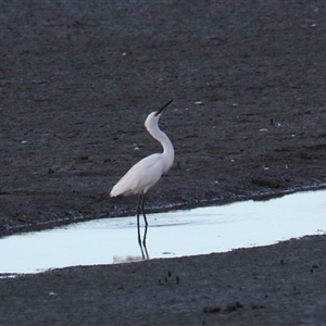 Ardea alba at Cairns City, QLD - 12 Jun 2025 by Rixon