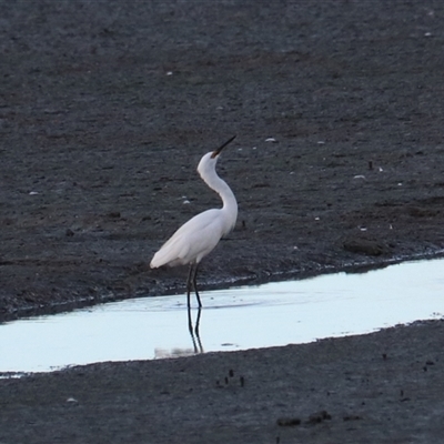 Egretta garzetta (Little Egret) at Cairns City, QLD - 12 Jun 2025 by Rixon