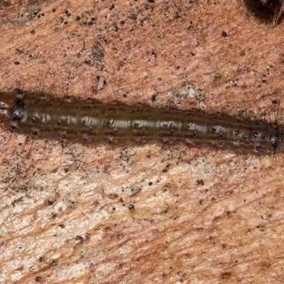 Gelechioidea (superfamily) (Unidentified Gelechioid moth) at Melba, ACT - 11 Jun 2025 by kasiaaus