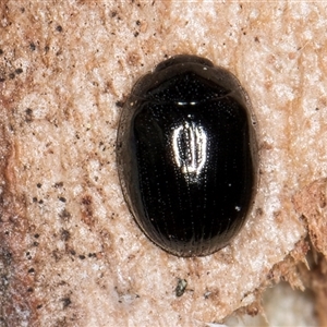 Unverified Leaf beetle (Chrysomelidae) at Flynn, ACT - 11 Jun 2025 by kasiaaus