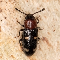 Thallis vinula (A fungus beetle) at Flynn, ACT - 11 Jun 2025 by kasiaaus