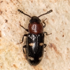 Thallis vinula (A fungus beetle) at Flynn, ACT - 11 Jun 2025 by kasiaaus