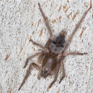 Unverified Other hunting spider at Flynn, ACT - 11 Jun 2025 by kasiaaus