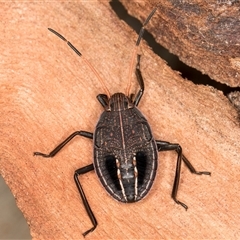 Theseus modestus (Gum tree shield bug) at Flynn, ACT - 11 Jun 2025 by kasiaaus