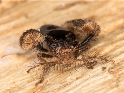 Ptilocnemus sidnicus (Feathered-leg assassin bug) at Flynn, ACT - 11 Jun 2025 by kasiaaus