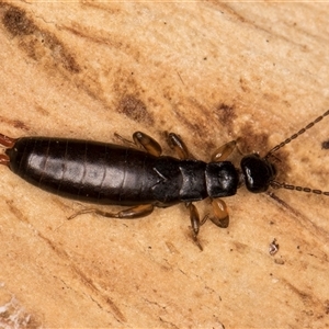 Unverified Earwig (Dermaptera) at Flynn, ACT - 11 Jun 2025 by kasiaaus