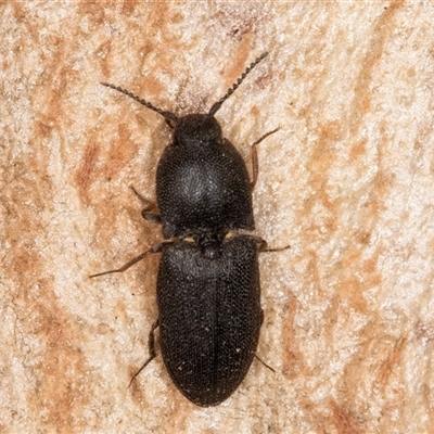 Unverified Click beetle (Elateridae) at Flynn, ACT - 11 Jun 2025 by kasiaaus