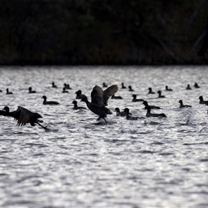 Fulica atra (Eurasian Coot) at Googong, NSW - 12 Jun 2025 by jb2602