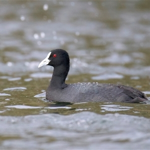 Fulica atra at Googong, NSW - 12 Jun 2025 02:36 PM