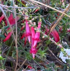 Styphelia tubiflora (Red Five-corners) at Vincentia, NSW - 8 Jun 2025 by Tapirlord