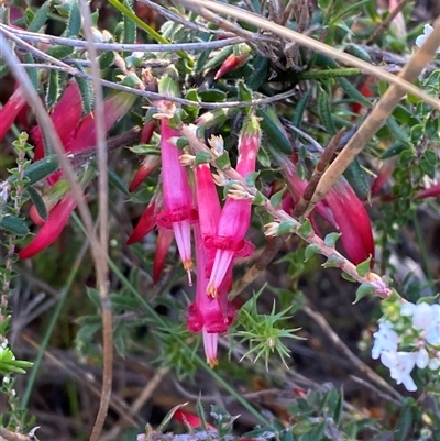 Styphelia tubiflora (Red Five-corners) at Vincentia, NSW - 8 Jun 2025 by Tapirlord