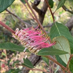 Grevillea macleayana (Jervis Bay Grevillea) at Vincentia, NSW - 8 Jun 2025 by Tapirlord