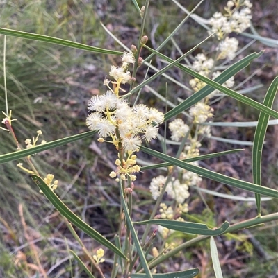 Acacia suaveolens (Sweet Wattle) at Vincentia, NSW - 8 Jun 2025 by Tapirlord