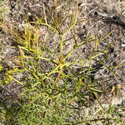 Petrophile sessilis (Conesticks) at Vincentia, NSW - 8 Jun 2025 by Tapirlord