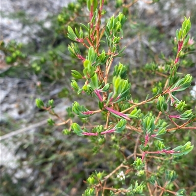 Darwinia leptantha at Vincentia, NSW - 8 Jun 2025 by Tapirlord
