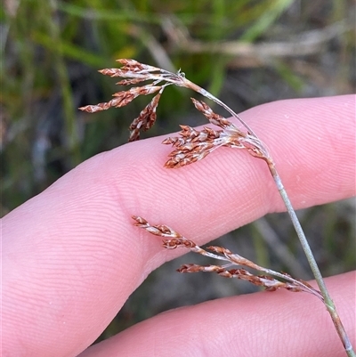 Hypolaena fastigiata (Tassel Rope-rush) at Vincentia, NSW - 8 Jun 2025 by Tapirlord