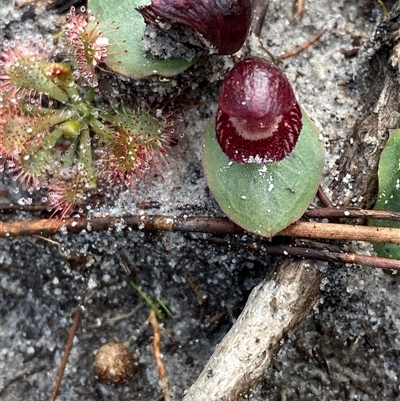 Corysanthes hispida at Vincentia, NSW - 8 Jun 2025 by Tapirlord