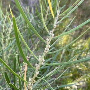Acacia elongata (Swamp Wattle) at Falls Creek, NSW - 8 Jun 2025 by Tapirlord