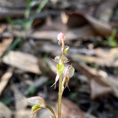 Acianthus fornicatus (Pixie-caps) at Falls Creek, NSW - 8 Jun 2025 by Tapirlord