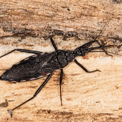 Piestolestes obscurus (Assassin bug) at Flynn, ACT - 11 Jun 2025 by kasiaaus