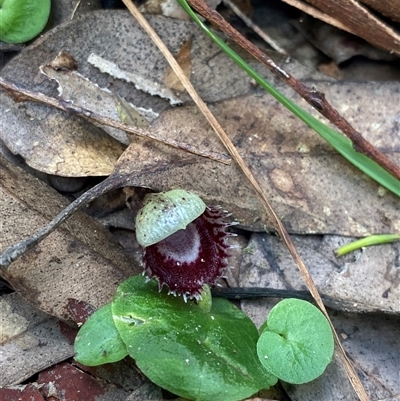 Corysanthes pruinosus (Toothed Helmet Orchid) at Falls Creek, NSW - 8 Jun 2025 by Tapirlord