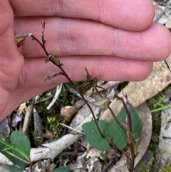 Acianthus exsertus at Falls Creek, NSW - suppressed