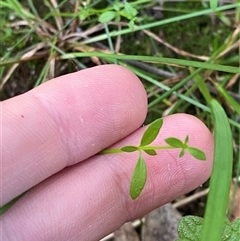 Galium binifolium at Falls Creek, NSW - 8 Jun 2025 by Tapirlord