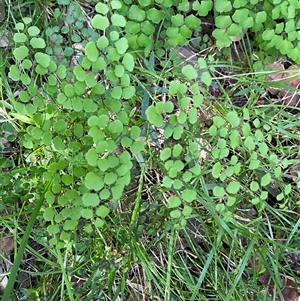 Adiantum aethiopicum (Common Maidenhair Fern) at Falls Creek, NSW - 8 Jun 2025 by Tapirlord