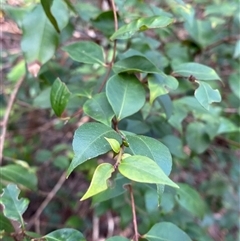 Backhousia myrtifolia (Carrol, Grey Myrtle, Cinnamon Myrtle) at Falls Creek, NSW - 8 Jun 2025 by Tapirlord