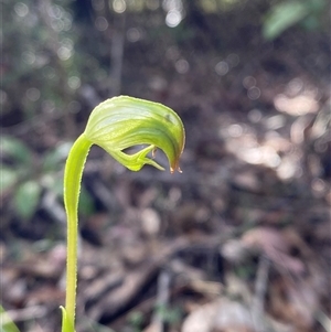 Pterostylis hispidula at Falls Creek, NSW - 8 Jun 2025 by Tapirlord