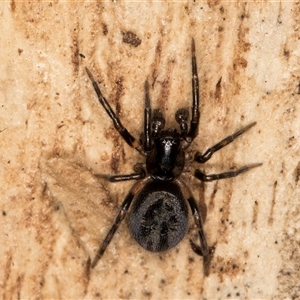 Unverified Spider at Flynn, ACT - 11 Jun 2025 by kasiaaus