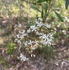 Bursaria spinosa subsp. spinosa (Blackthorn, Boxthorn) at Falls Creek, NSW - 8 Jun 2025 by Tapirlord