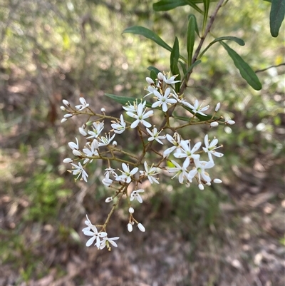 Bursaria spinosa subsp. spinosa (Blackthorn, Boxthorn) at Falls Creek, NSW - 8 Jun 2025 by Tapirlord