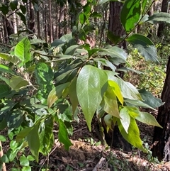 Acacia binervata (Two-veined Hickory) at Jerrawangala, NSW - 8 Jun 2025 by Tapirlord