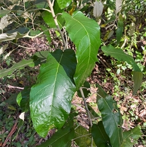 Astrotricha latifolia (Broad-leaf Star Hair) at Jerrawangala, NSW - 8 Jun 2025 by Tapirlord
