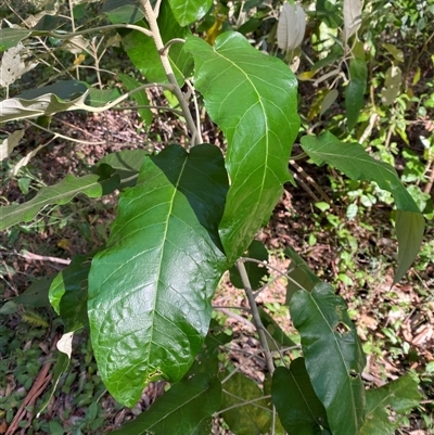 Astrotricha latifolia (Broad-leaf Star Hair) at Jerrawangala, NSW - 8 Jun 2025 by Tapirlord