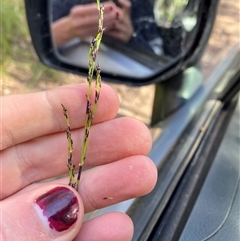 Lepidosperma laterale at Jerrawangala, NSW - 8 Jun 2025 by Tapirlord