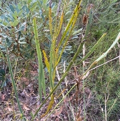 Bossiaea ensata (Sword Bossiaea) at Jerrawangala, NSW - 8 Jun 2025 by Tapirlord