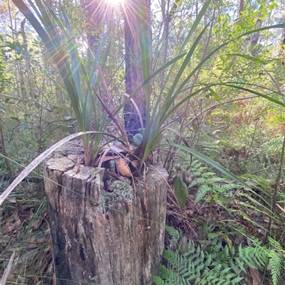 Cymbidium suave (Snake Orchid) at Jerrawangala, NSW - 8 Jun 2025 by Tapirlord