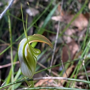 Pterostylis grandiflora at Jerrawangala, NSW - 8 Jun 2025 by Tapirlord