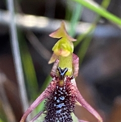 Chiloglottis reflexa at Boolijah, NSW - 8 Jun 2025 by Tapirlord
