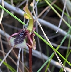 Chiloglottis curviclavia at Boolijah, NSW - suppressed