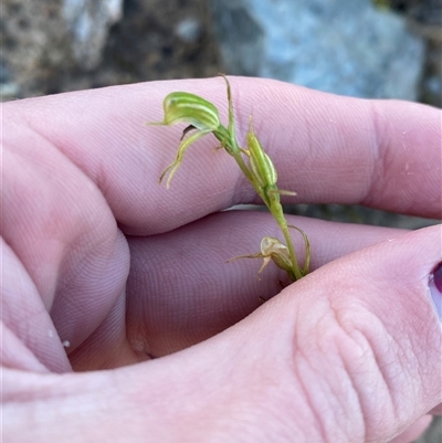 Pterostylis daintreana at Boolijah, NSW - 8 Jun 2025 by Tapirlord