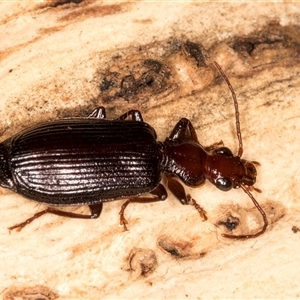 Demetrida suturata (Arboreal carab beetle) at Flynn, ACT - 11 Jun 2025 by kasiaaus